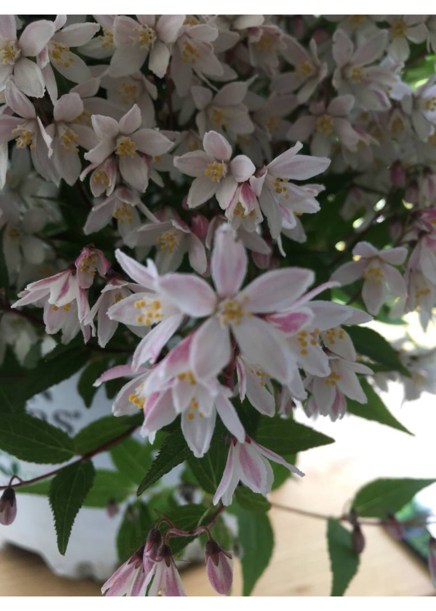 Spring Bloom Deutzia NCDX2 Deutzia, Yuki Cherry Blossom, #3