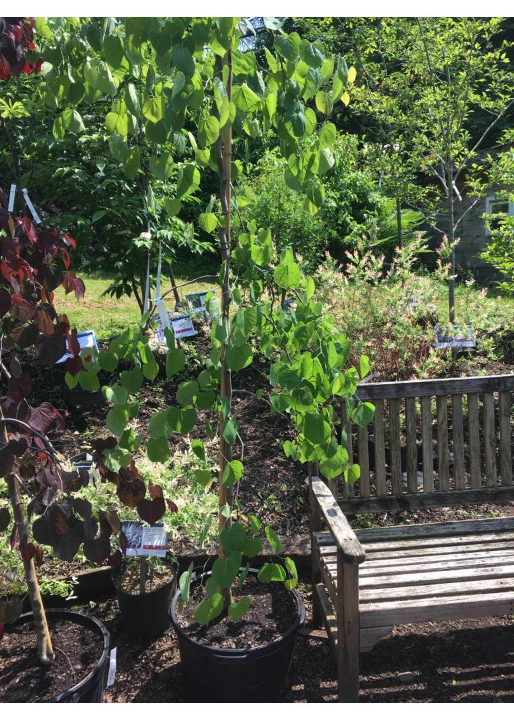 Cercis can. Covey Redbud - Eastern Weeping, Lavender Twist, #15