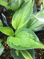 Hosta Whirlwind, Plantain Lily, #1