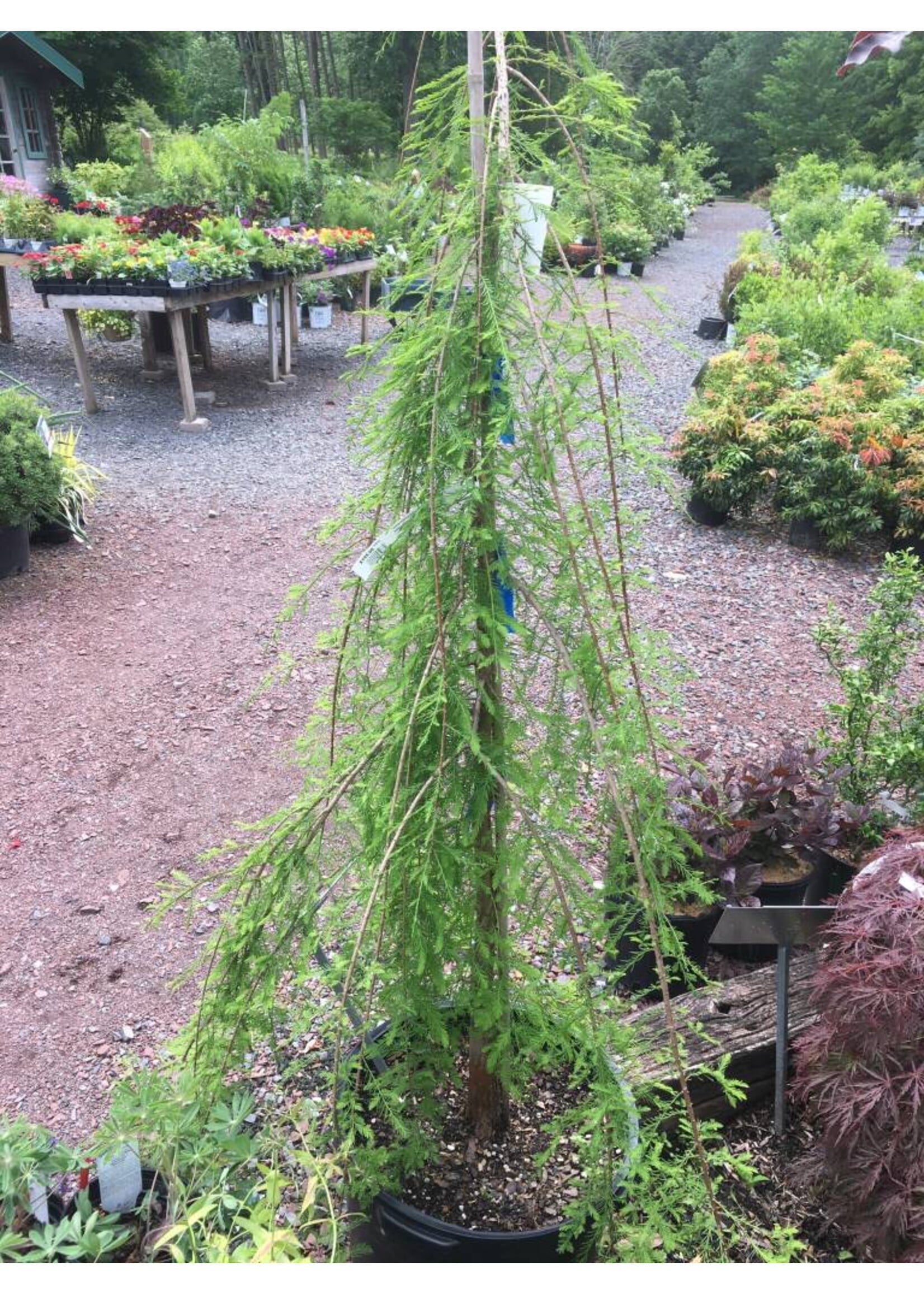 Taxodium distichum Falling Wate Baldcypress, Falling Waters, #5
