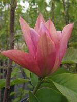 Magnolia x Daybreak Magnolia - Hybrid, #3