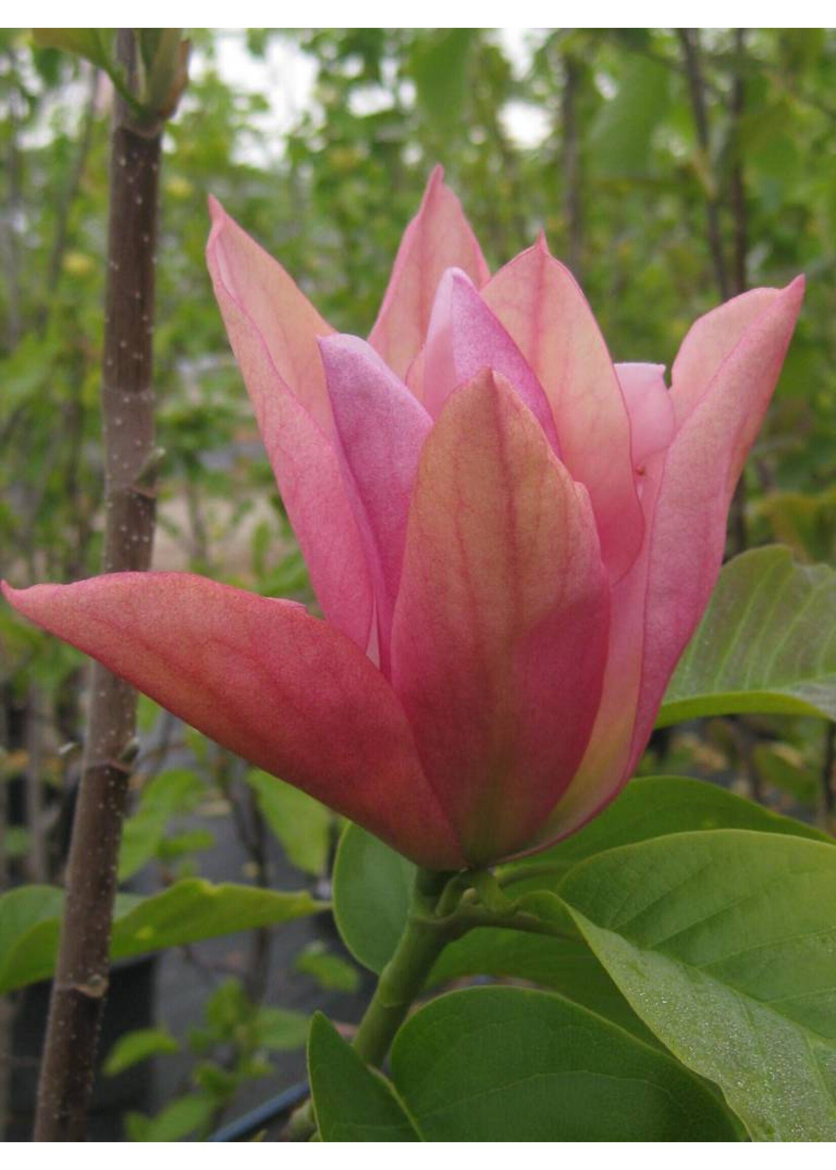 Spring Bloom Magnolia x Daybreak Magnolia - Hybrid, #3