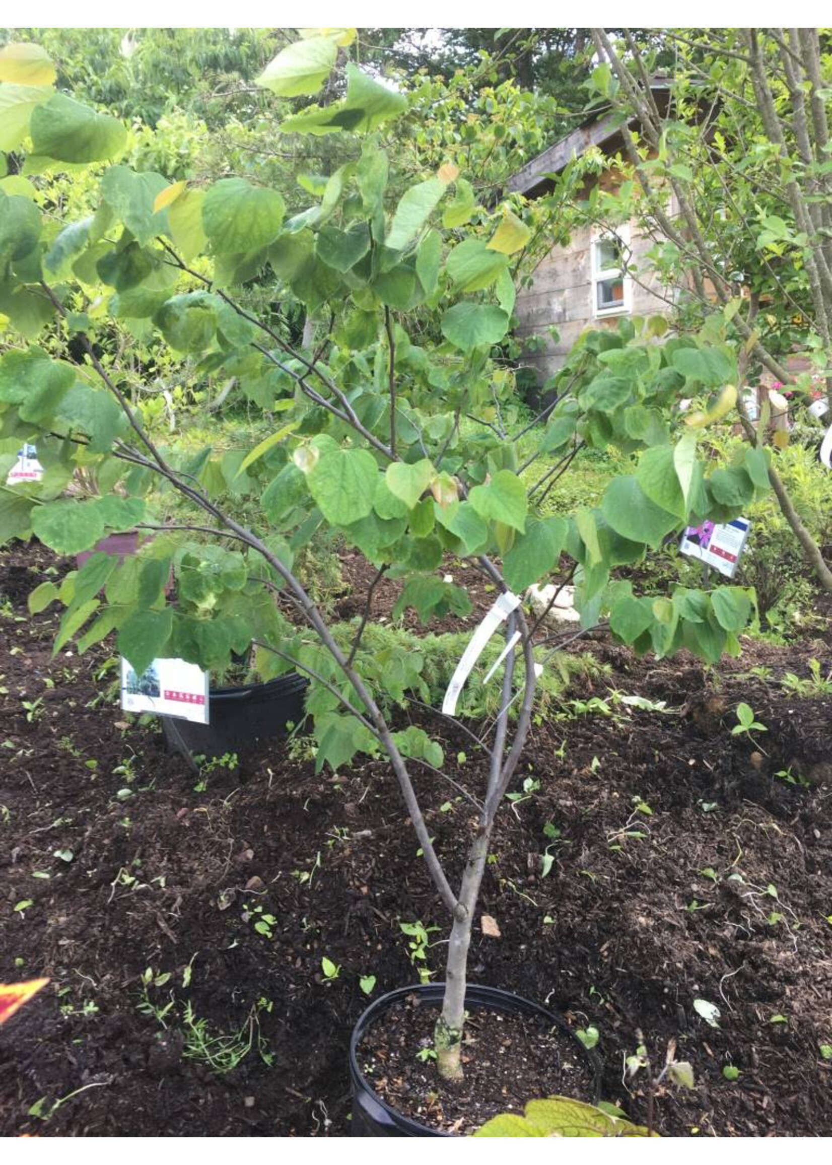 Cercis can. Appalachian Red Redbud - Eastern, Appalachian Red, #7