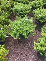 Ilex crenata Soft Touch Holly - Japanese, Soft Touch, #3
