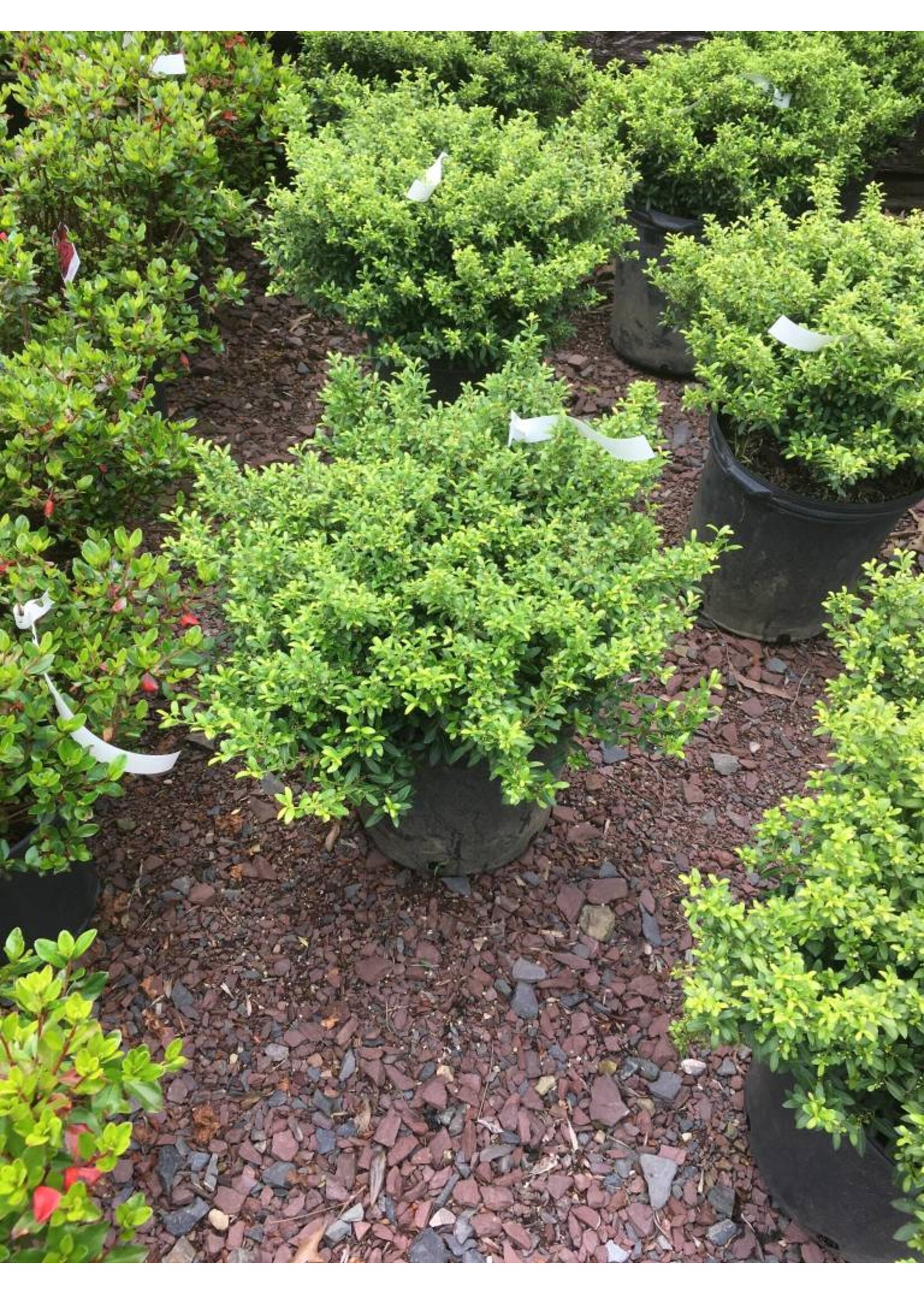 Ilex crenata Soft Touch Holly - Japanese, Soft Touch, #3