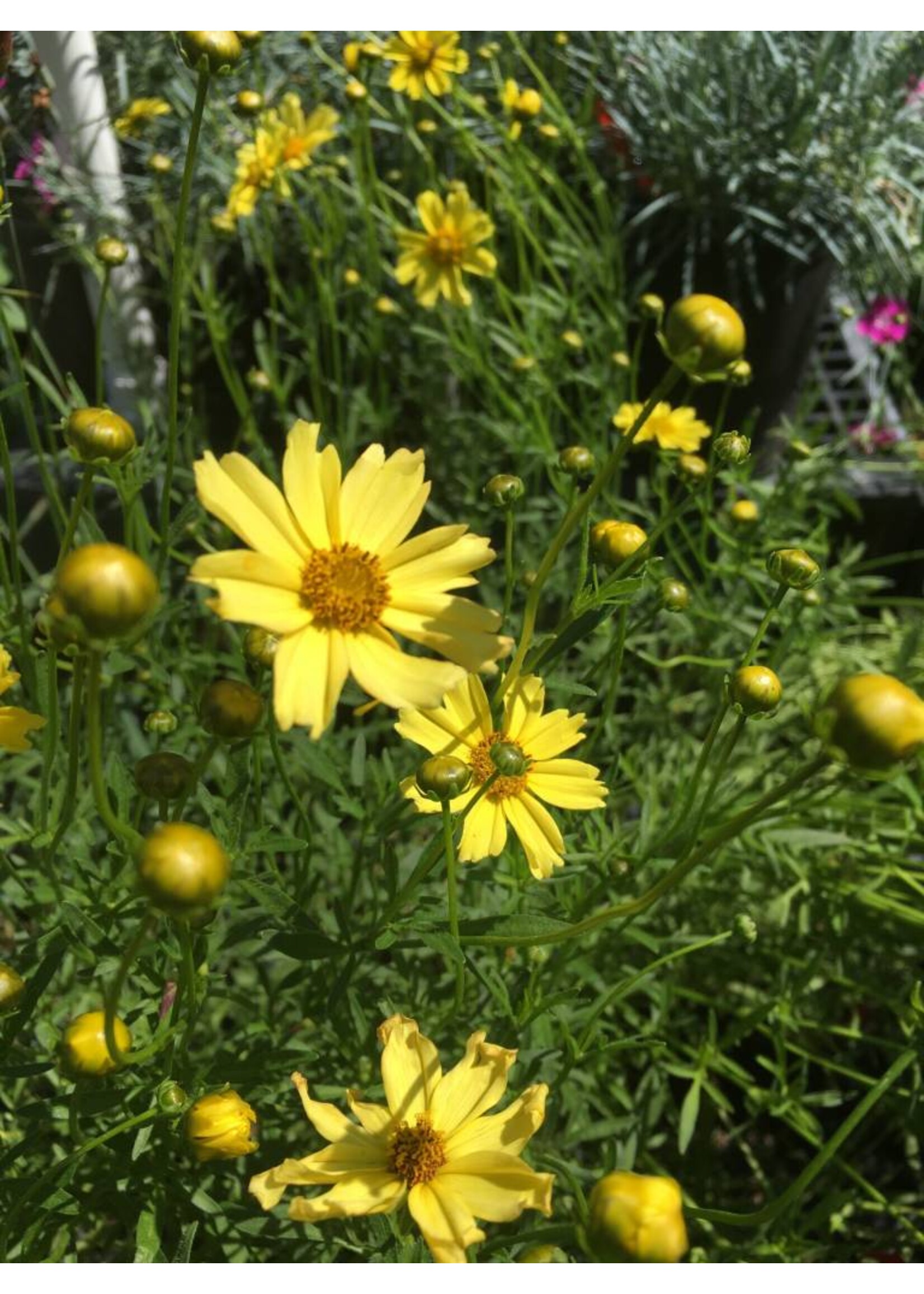 Coreopsis Creme Brulee Tickseed, Creme Brulee, #1