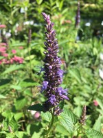 Agastache Little Adder, Anise Hyssop #1