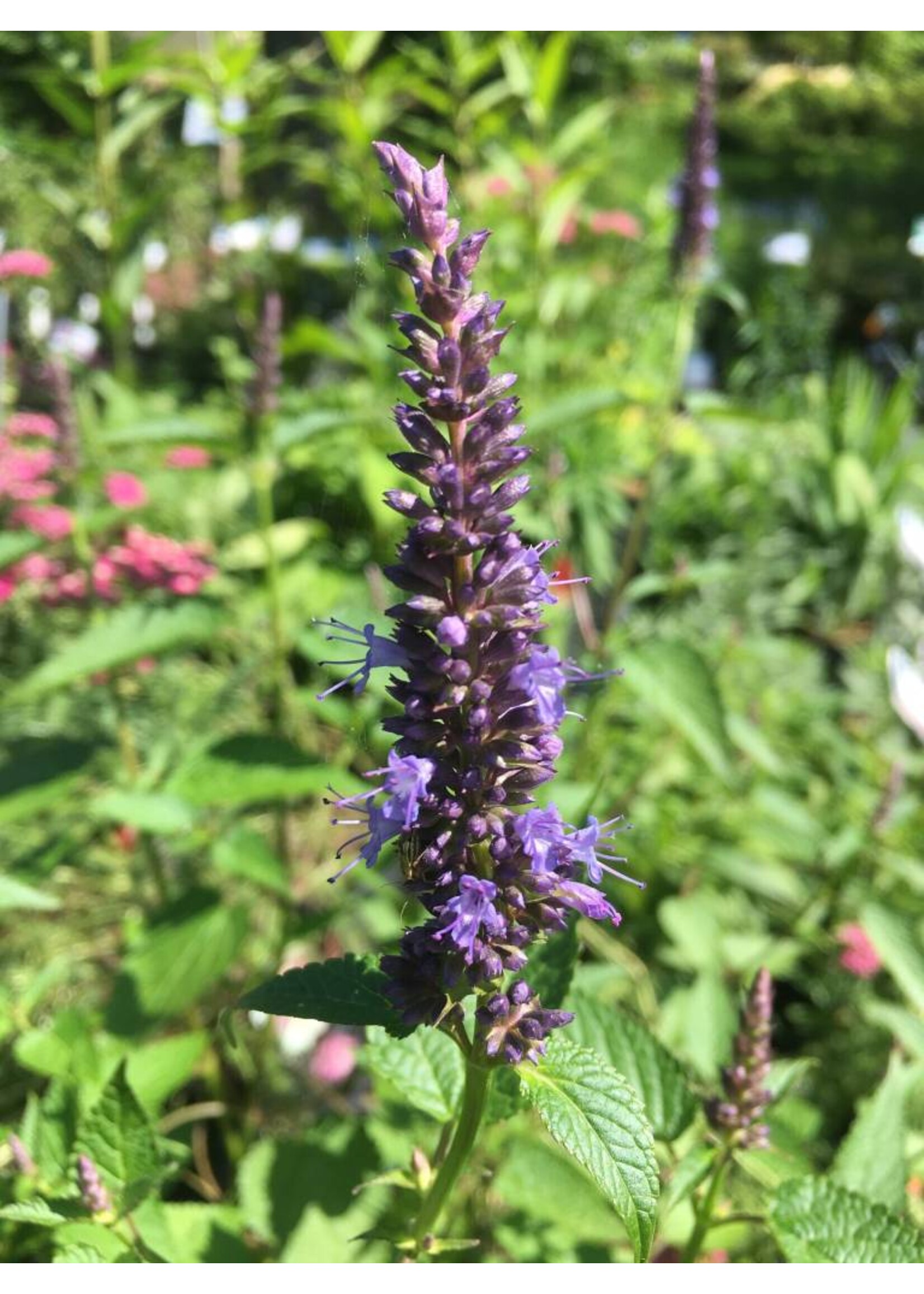 Agastache Little Adder, Hyssop Little Adder