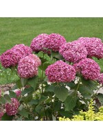 Hydrangea arbor.  Hydrangea - Smooth, Invincibelle Mini Mauvette, #2