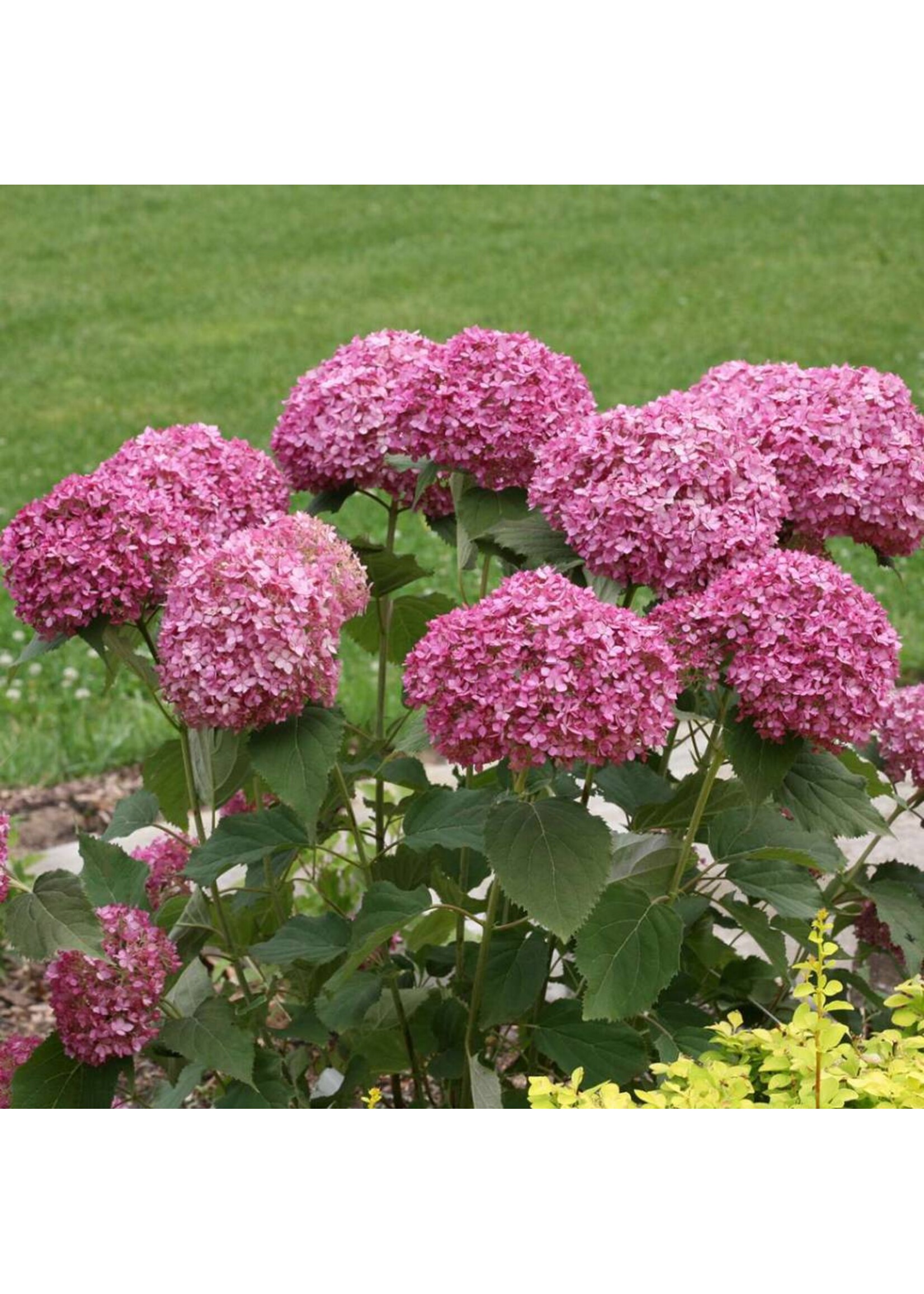 Hydrangea arbor.  Hydrangea - Smooth, Invincibelle Mini Mauvette, #2