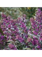 Callicarpa Pearl Glam, Beautyberry #3 container