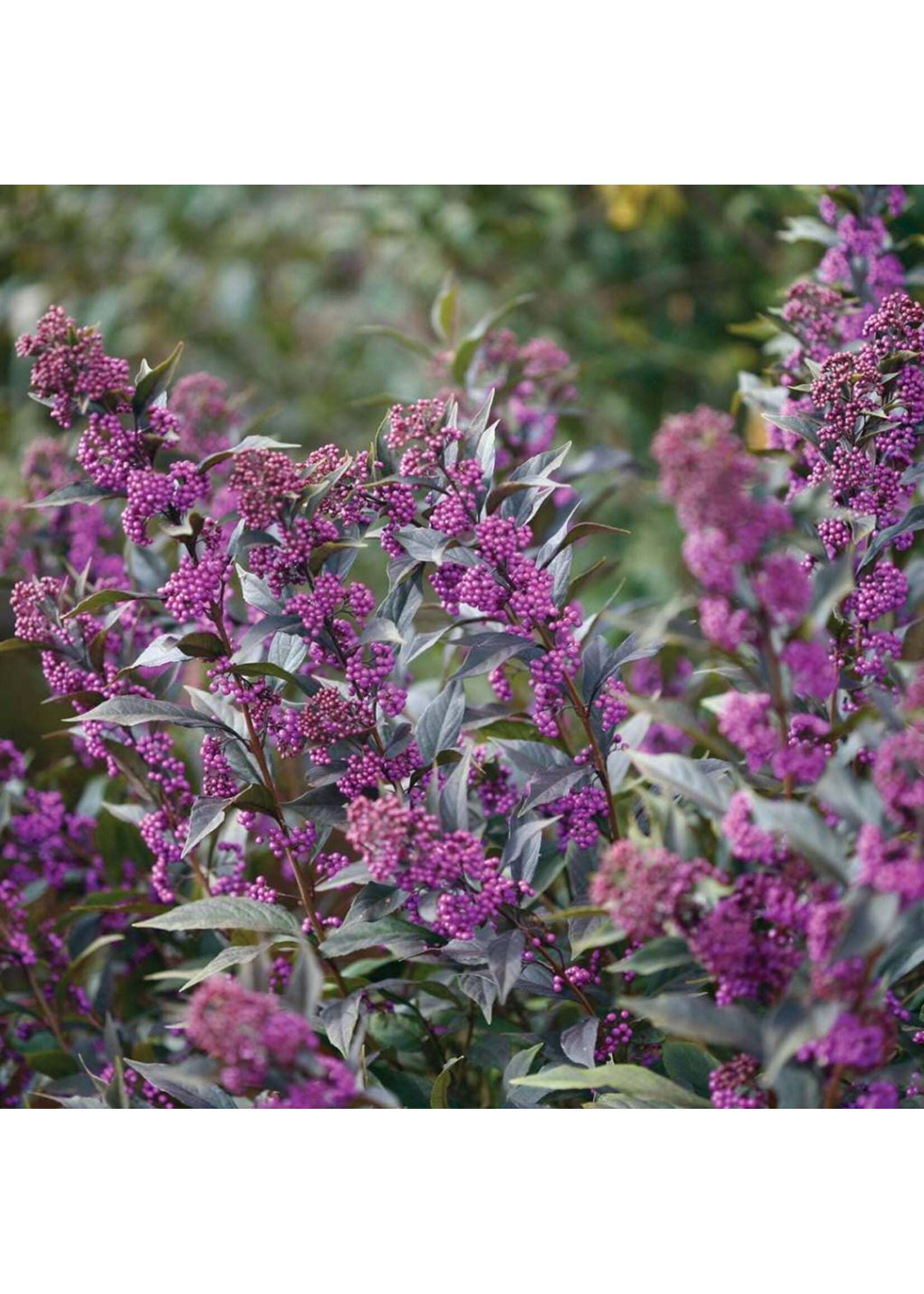 Callicarpa Pearl Glam, Beautyberry #3 container