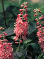 Clethra aln. Ruby Spice Summersweet, Ruby Spice, #3