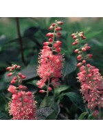 Hummingbird Favorites Clethra aln. Ruby Spice Summersweet, Ruby Spice, #3