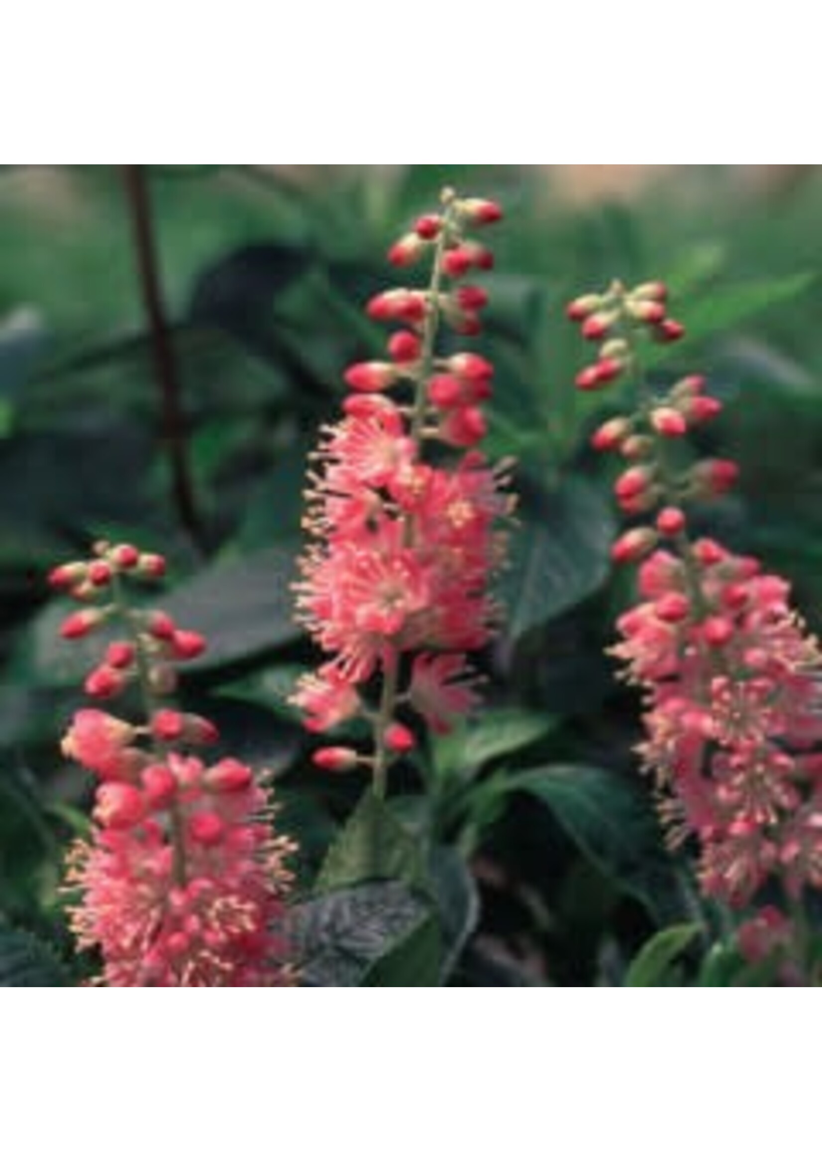 Clethra aln. Ruby Spice Summersweet, Ruby Spice, #3