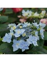 Hydrangea Serrata Tuff Stuff Ah-HA