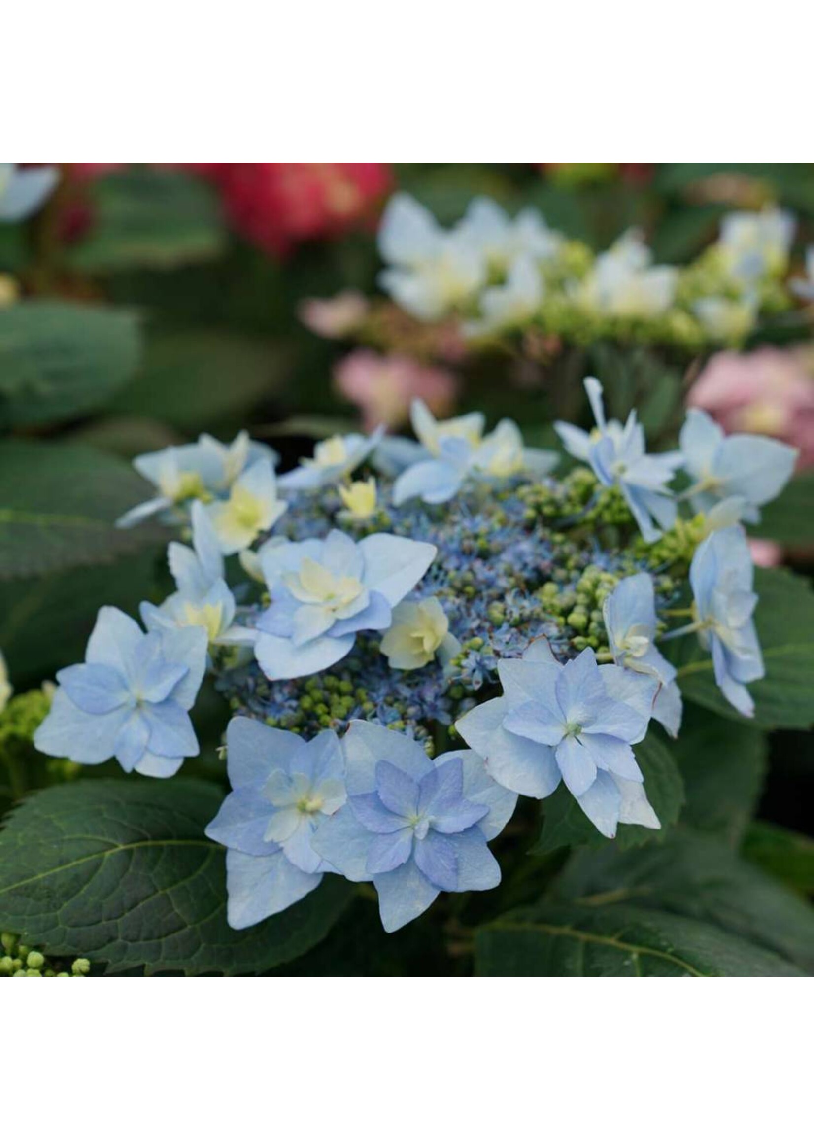 Hydrangea Serrata Tuff Stuff Ah-HA