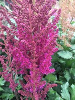 Astilbe Visions in Red Astilbe, Visions in Red, #1