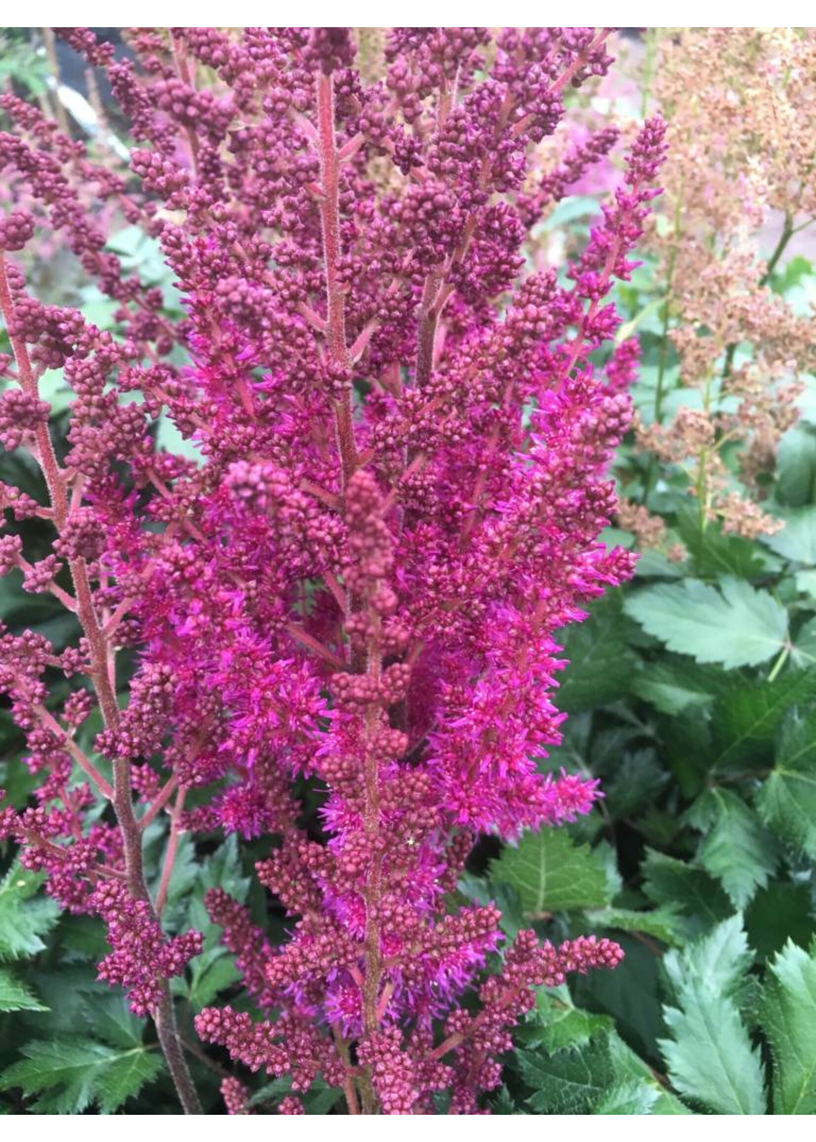 Astilbe Visions in Red Astilbe, Visions in Red, #1
