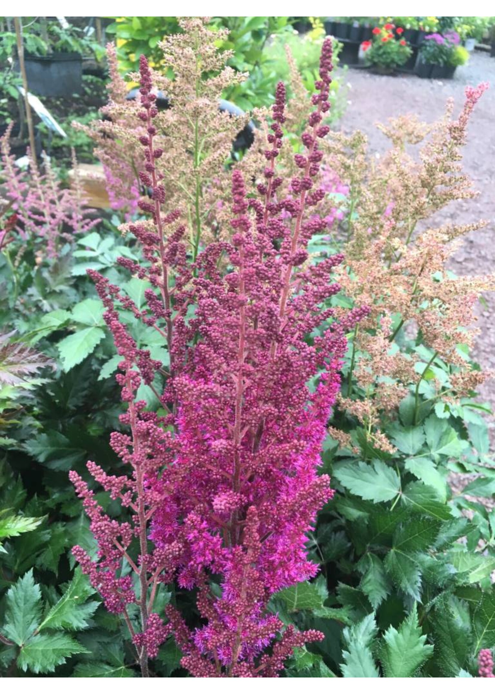 Astilbe Visions in Red Astilbe, Visions in Red, #1