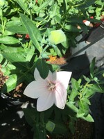 Platycodon gr. Astra Double Pink Balloon Flower, Astra Double Pink, #1