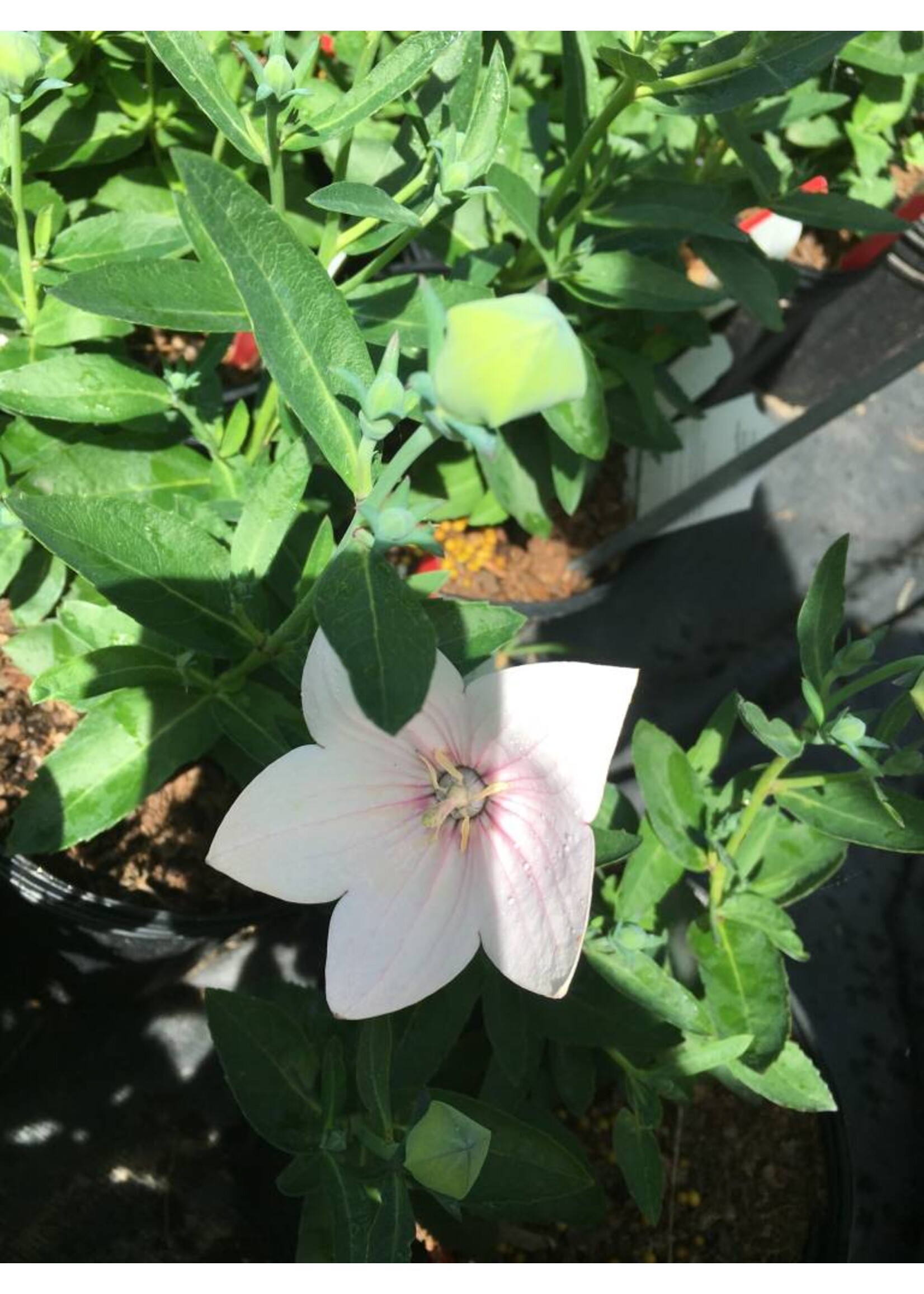 Platycodon gr. Astra Double Pin Balloon Flower, Astra Double Pink, #1