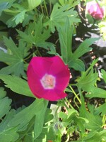 Callirhoe involucrata, Purple Poppy Mallow Wine Cups, #1