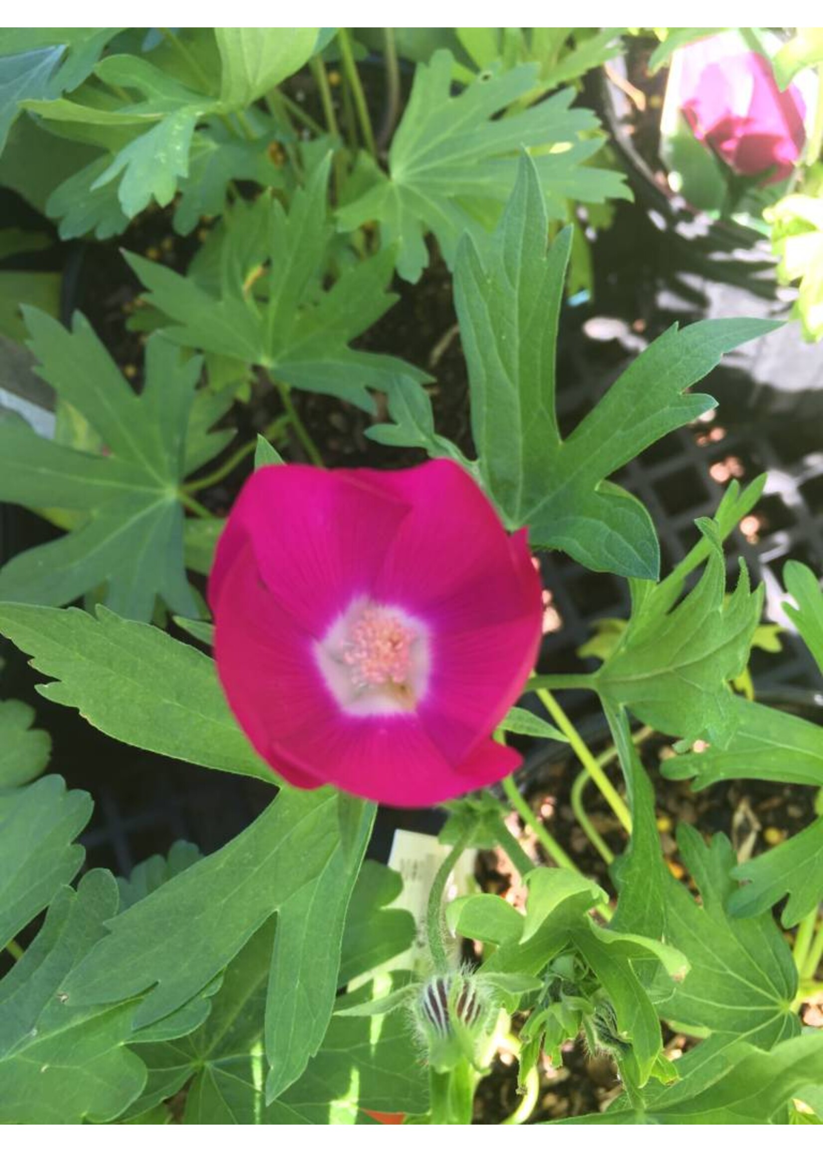 Callirhoe involucrata, Purple Poppy Mallow Wine Cups, #1