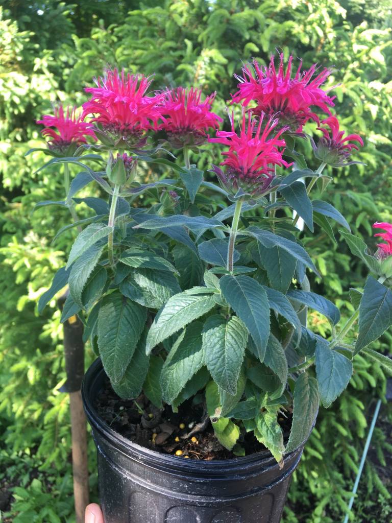 Monarda did. Balmy Rose Bee Balm, Balmy Rose, #1 - Behmerwald Nursery