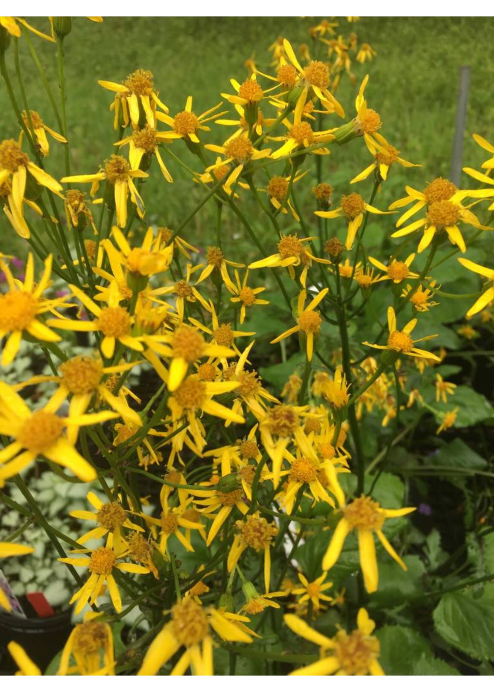 Packera/Senecio aurea, Golden groundsel, #1 container