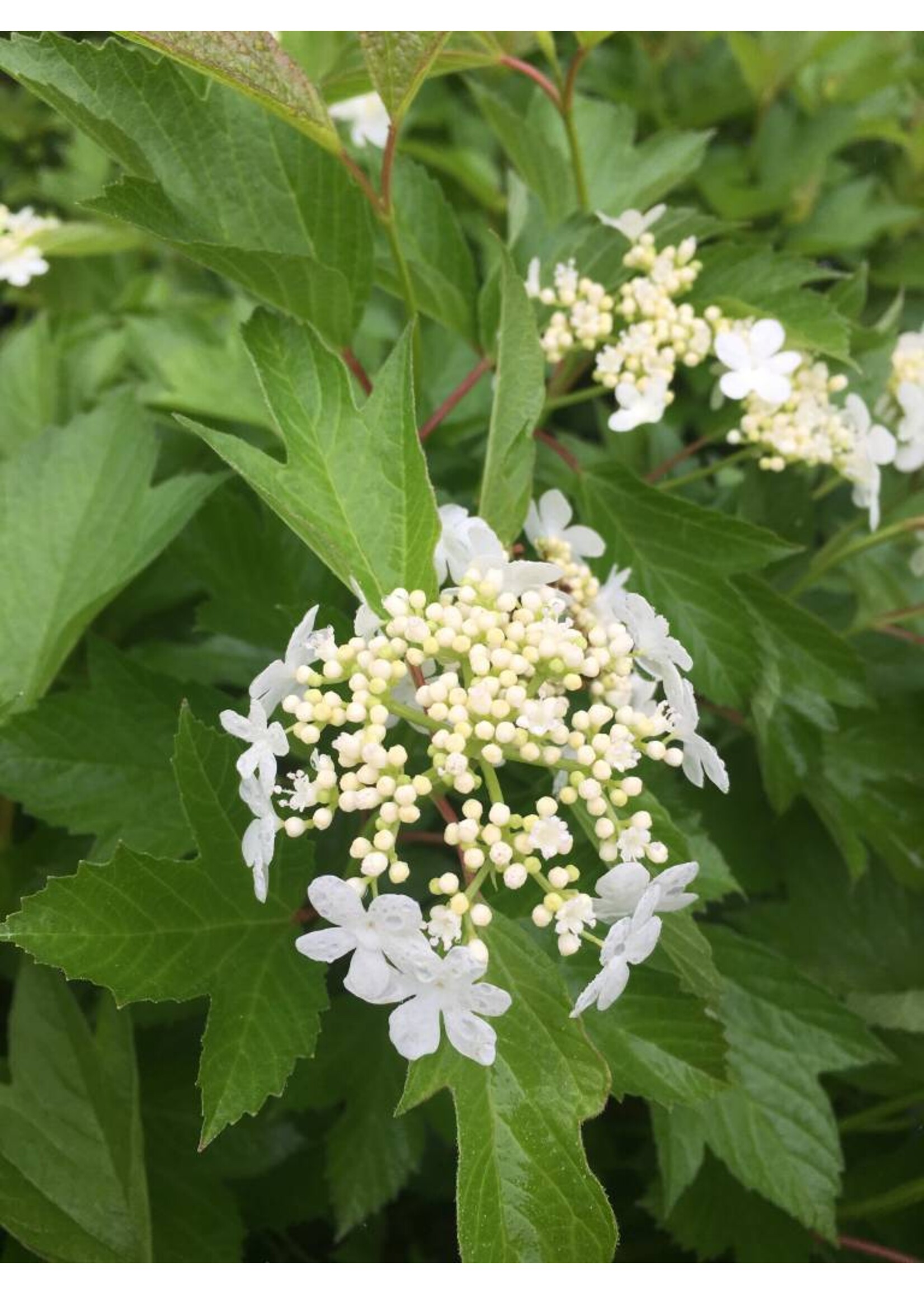 Viburnum trilobum Baileys Viburnum - Cranberry Bush, Compact, #3