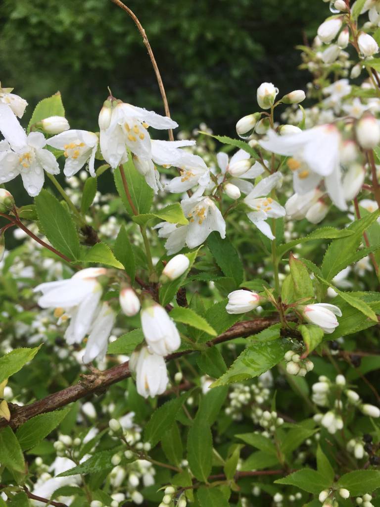 ※yuki Yuki Kabuki® - Deutzia x | Proven Winners