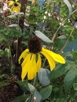 Rudbeckia Maximum, Giant Coneflower #2 container