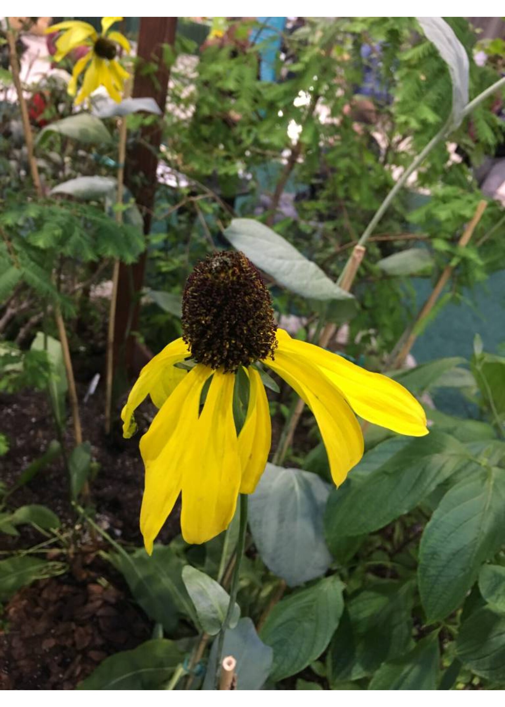 Rudbeckia Maximum, Giant Coneflower #2 container