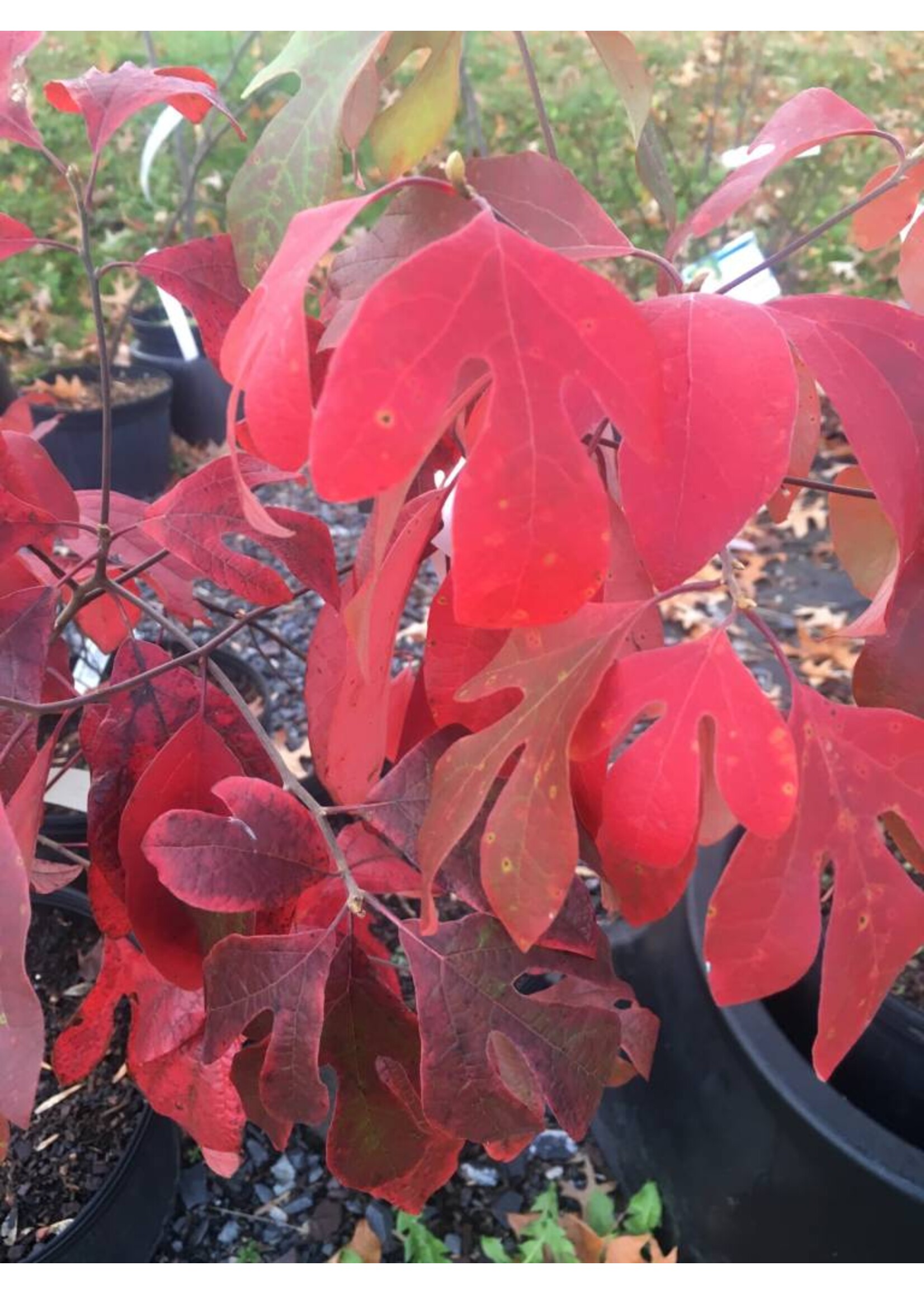 Sassafras albidum Sassafras, #2