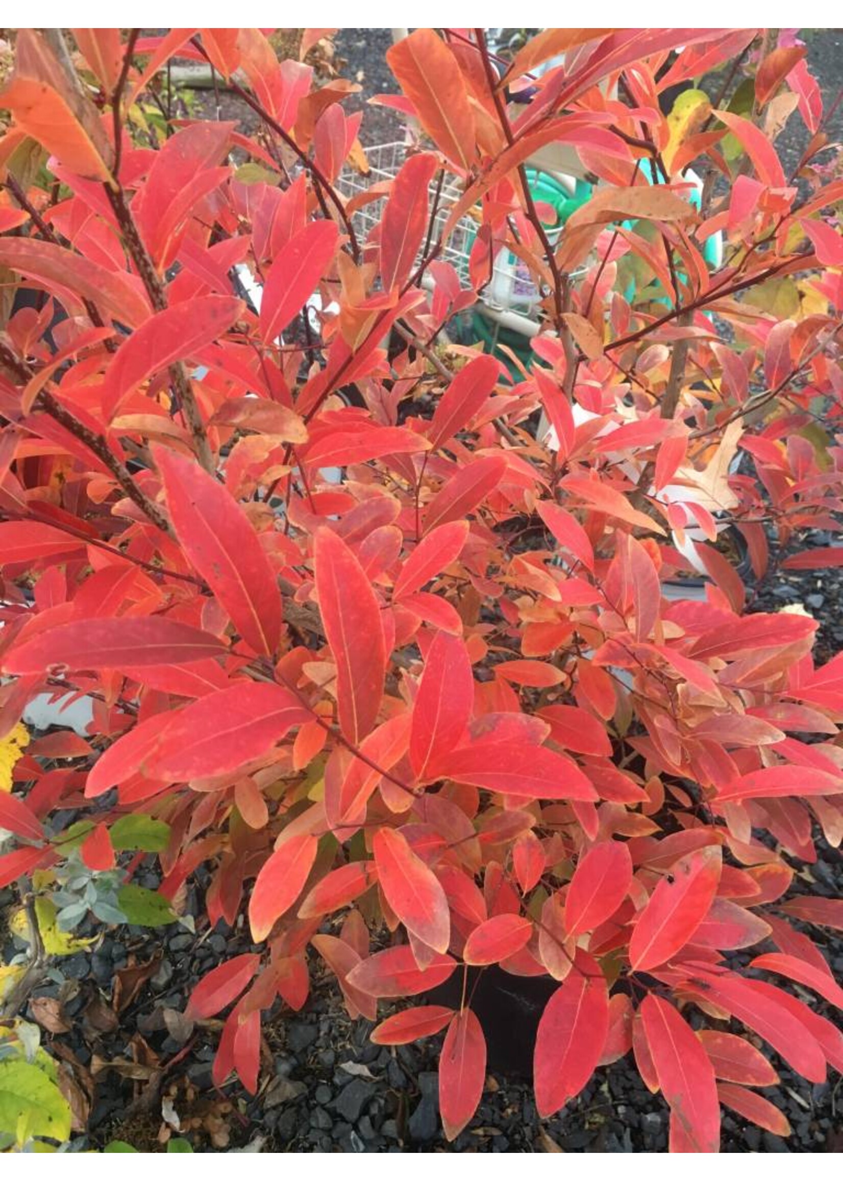 Lindera glauca var. salicifolia Spicebush - Greybush, #3