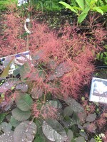 Cotinus coggygria Royal Purple Smokebush, Royal Purple, #3