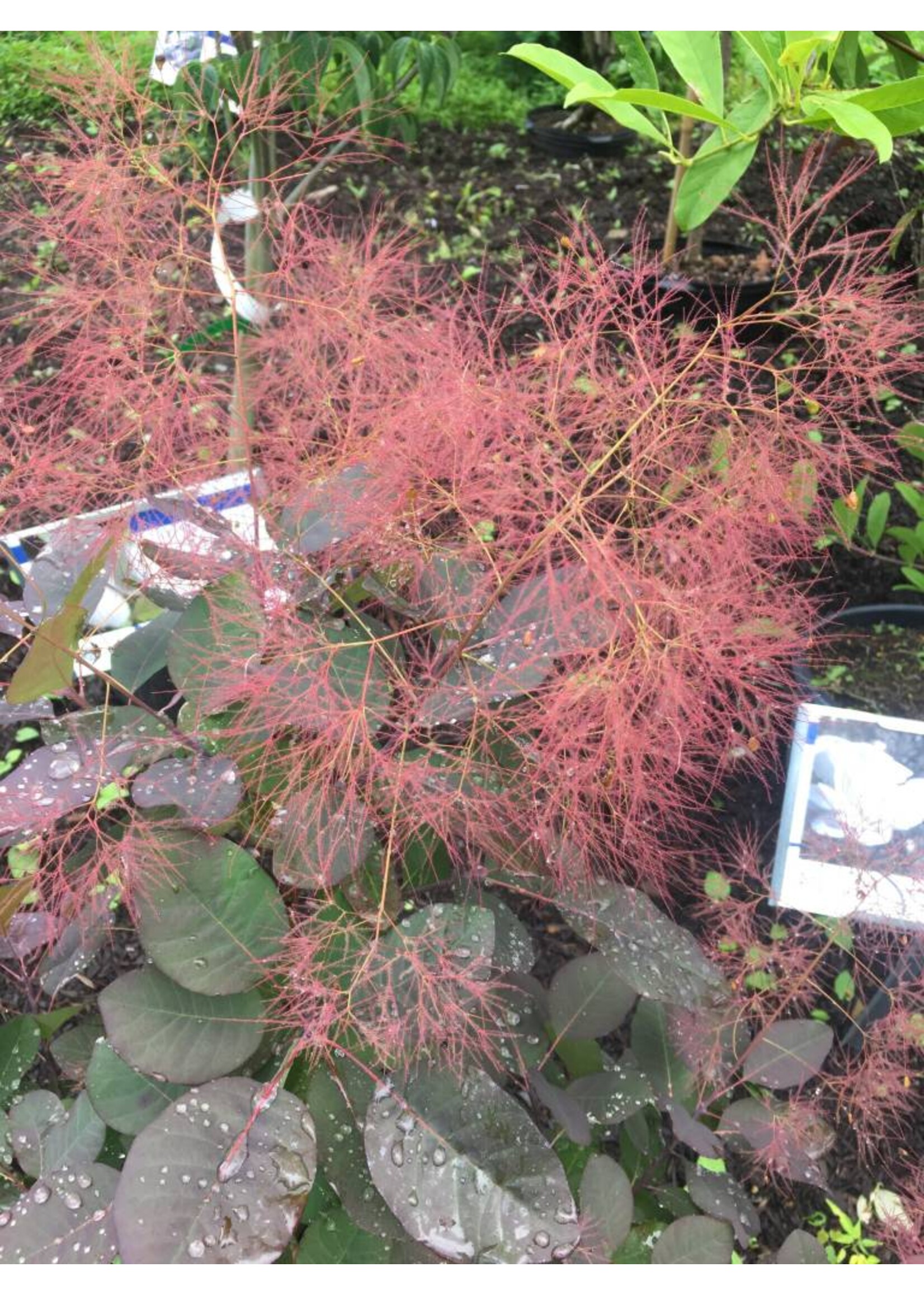 Cotinus coggygria Royal Purple Smokebush, Royal Purple, #3