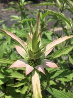 Monarda punctata, Bee Balm Spotted