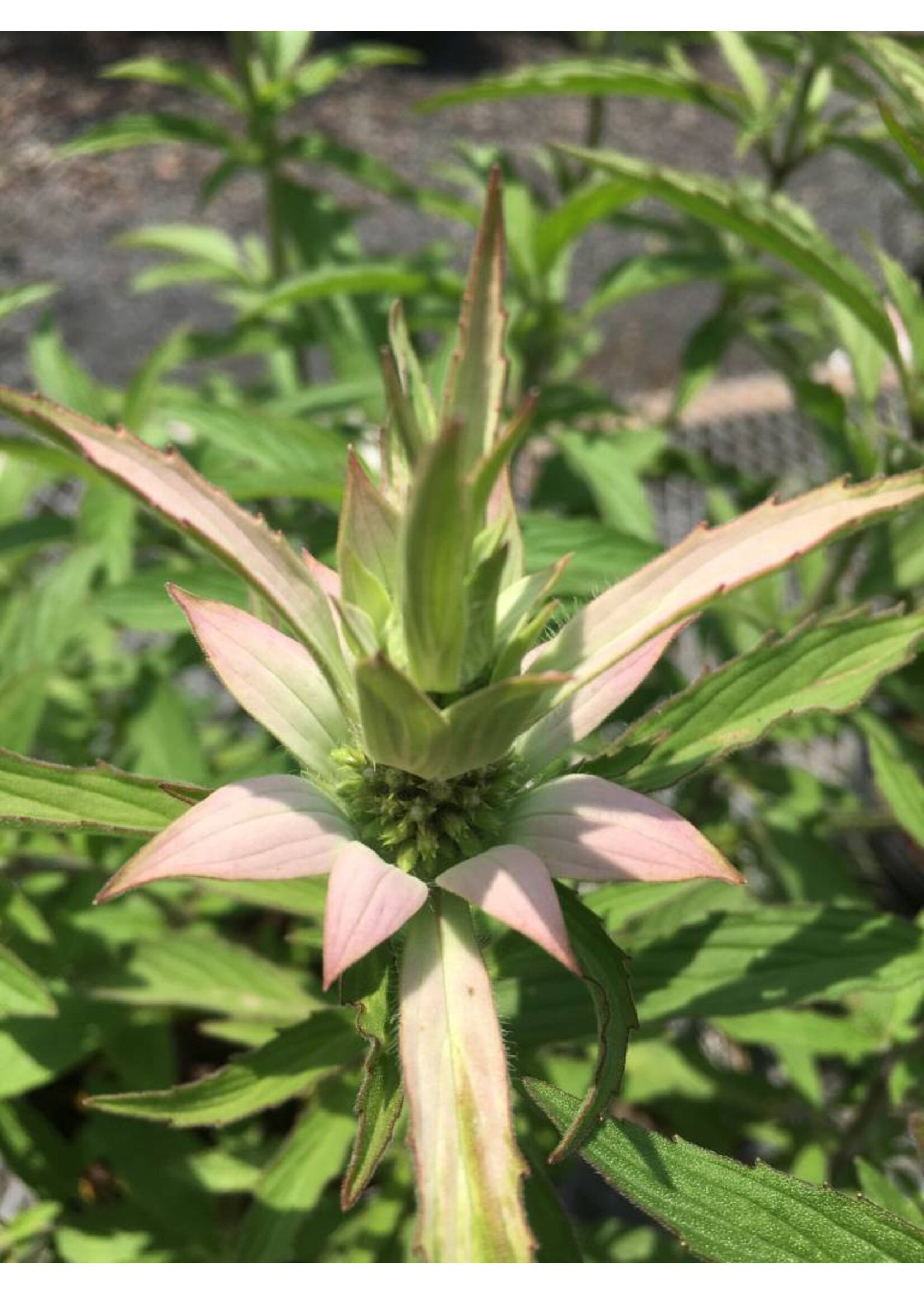 Monarda punctata, Bee Balm Spotted #1