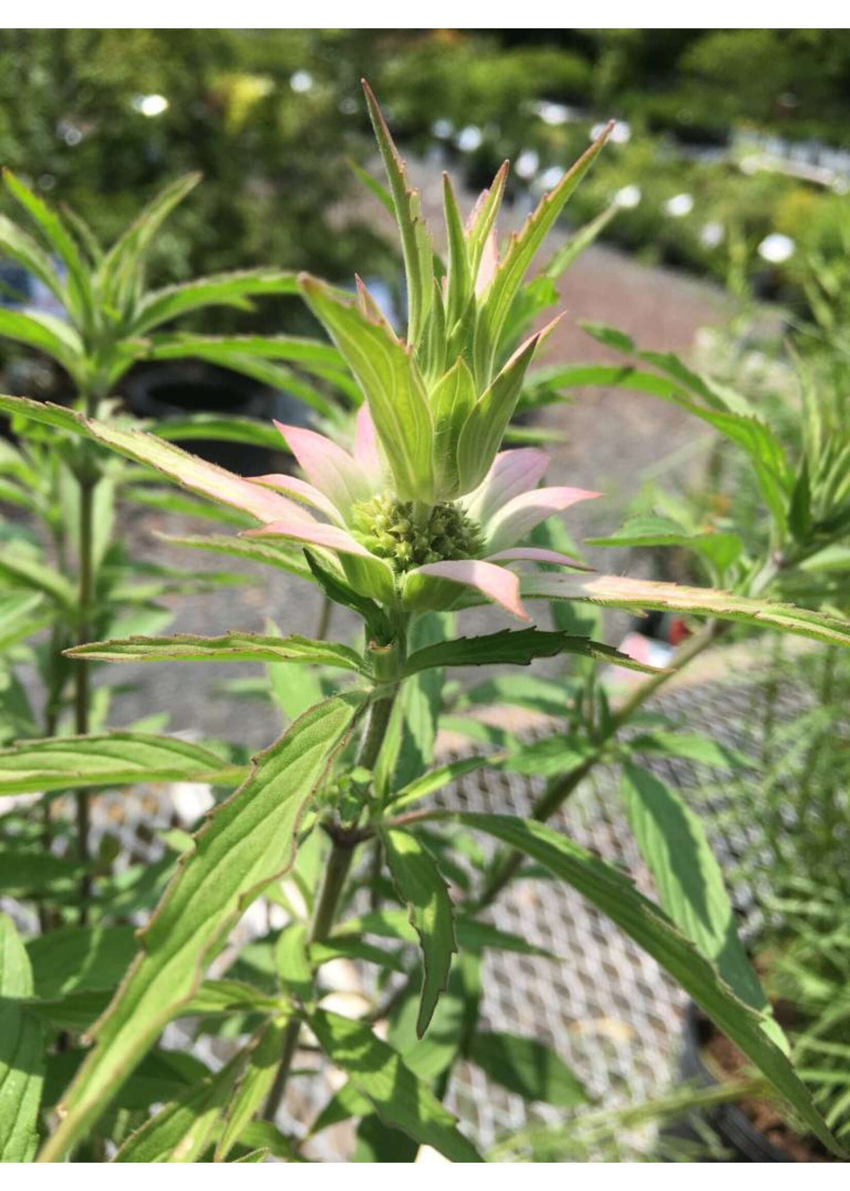 Monarda punctata, Bee Balm Spotted #1