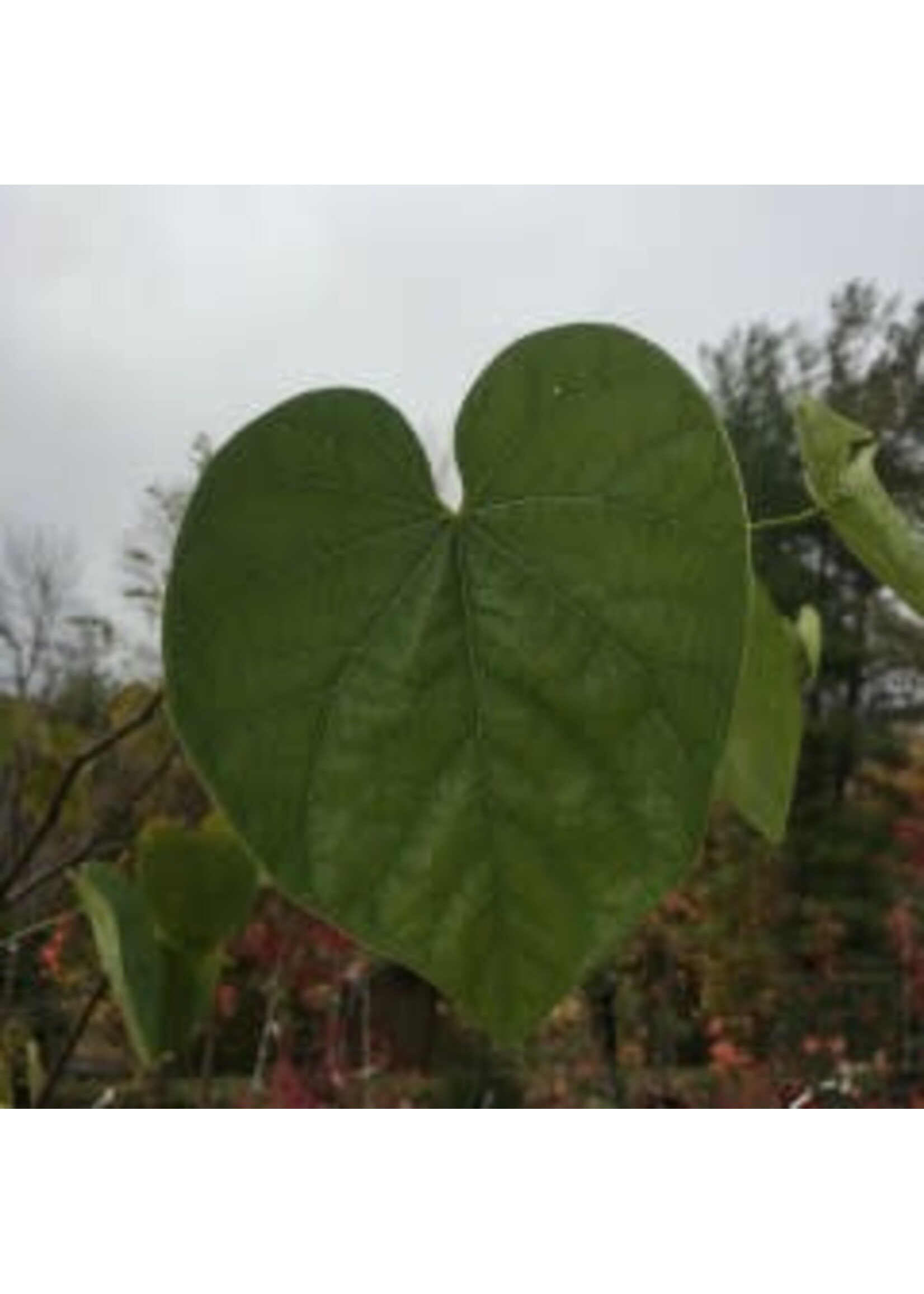 Cercis can. Redbud - Eastern, #3