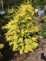 Chamaecyparis ob. Crippsi False Cypress, Yellow, #3