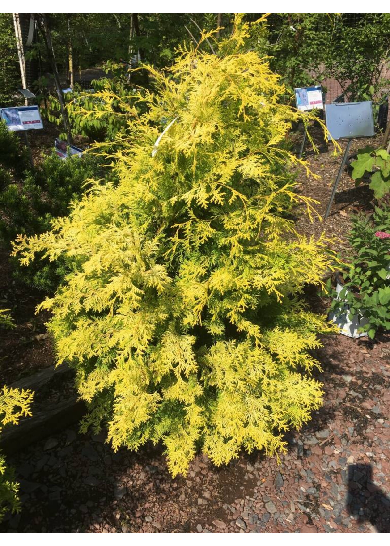 Chamaecyparis ob. Crippsi False Cypress, Yellow, #3