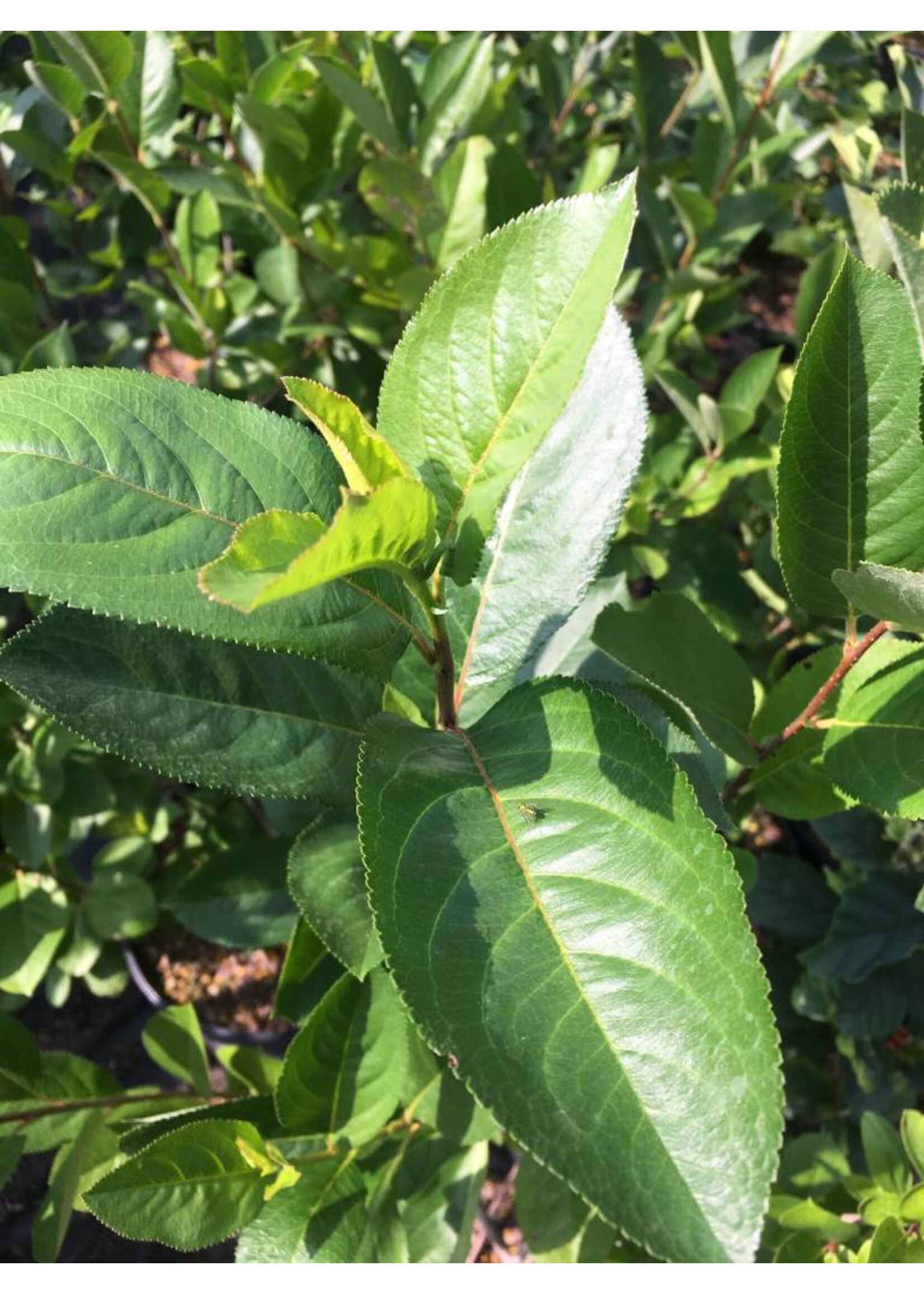 Aronia melanocarpa, Black Chokeberry #3