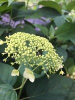 Hydrangea serrata MAKD Hydrangea - Tiny Tuff Stuff, #3 - Behmerwald Nursery