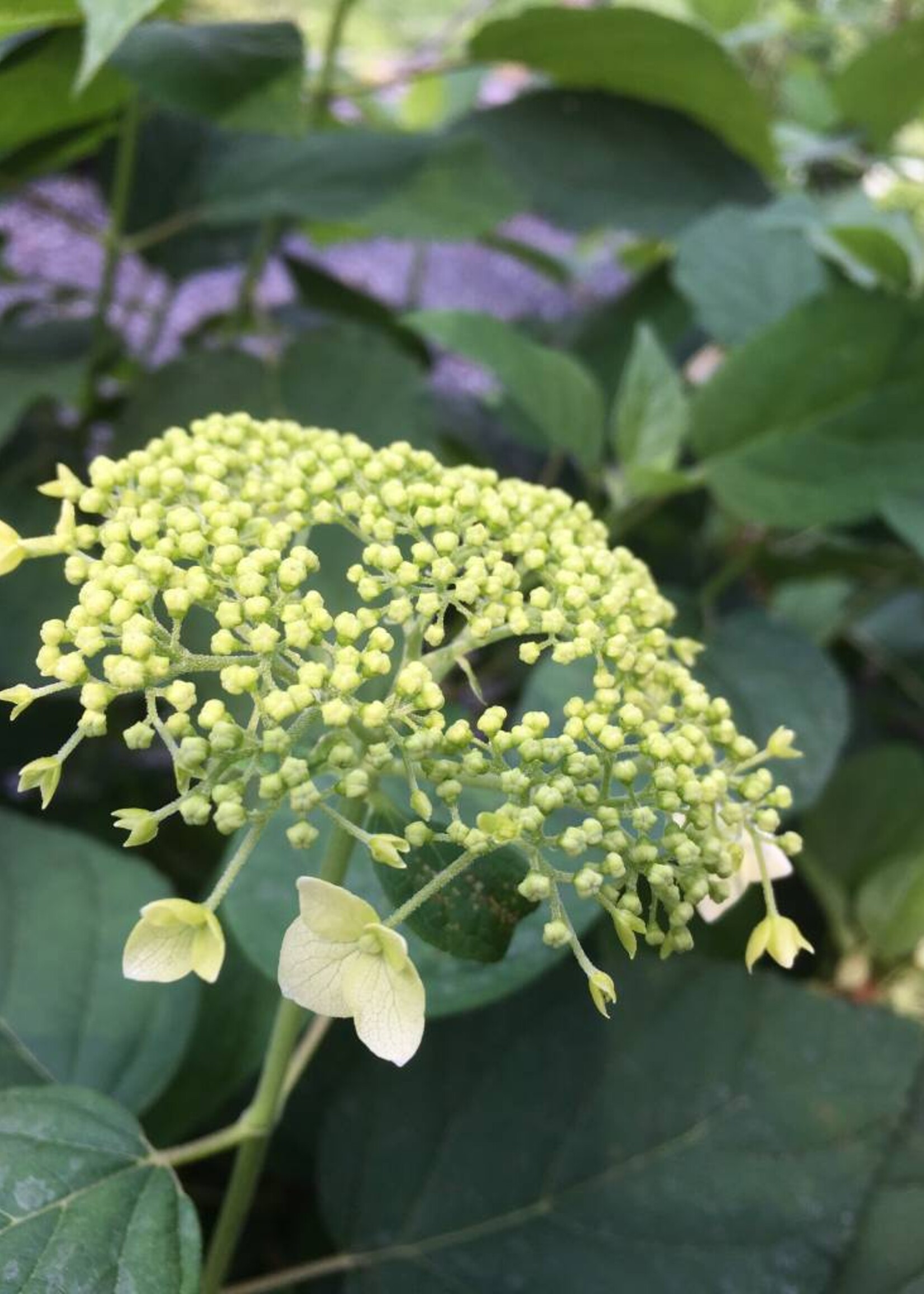 Hydrangea arborescens Haas Halo, Smooth Hydrangea #3