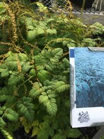 ARUNCUS MISTY LACE, Goat's Beard #1