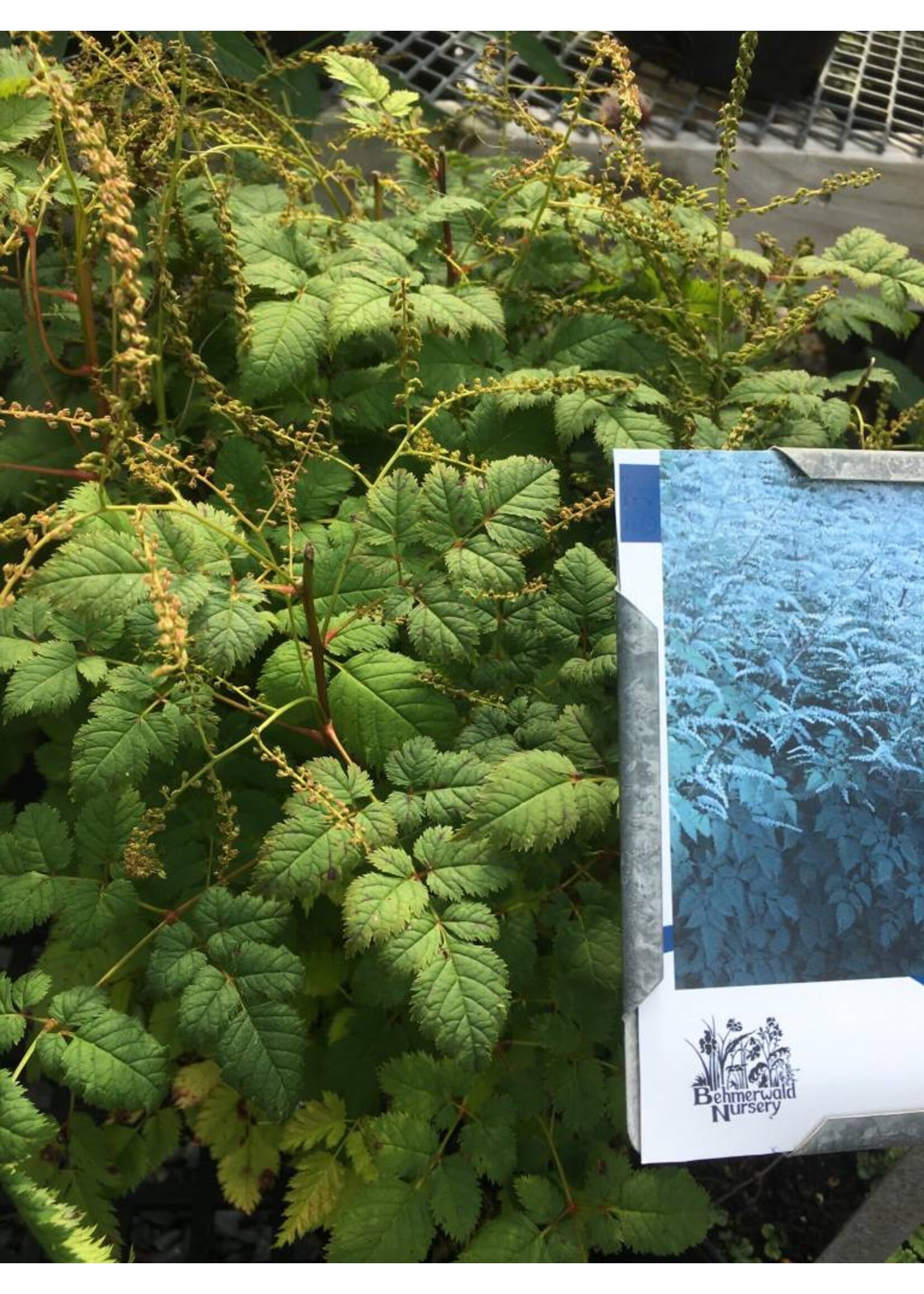 ARUNCUS MISTY LACE, Goat's Beard #1
