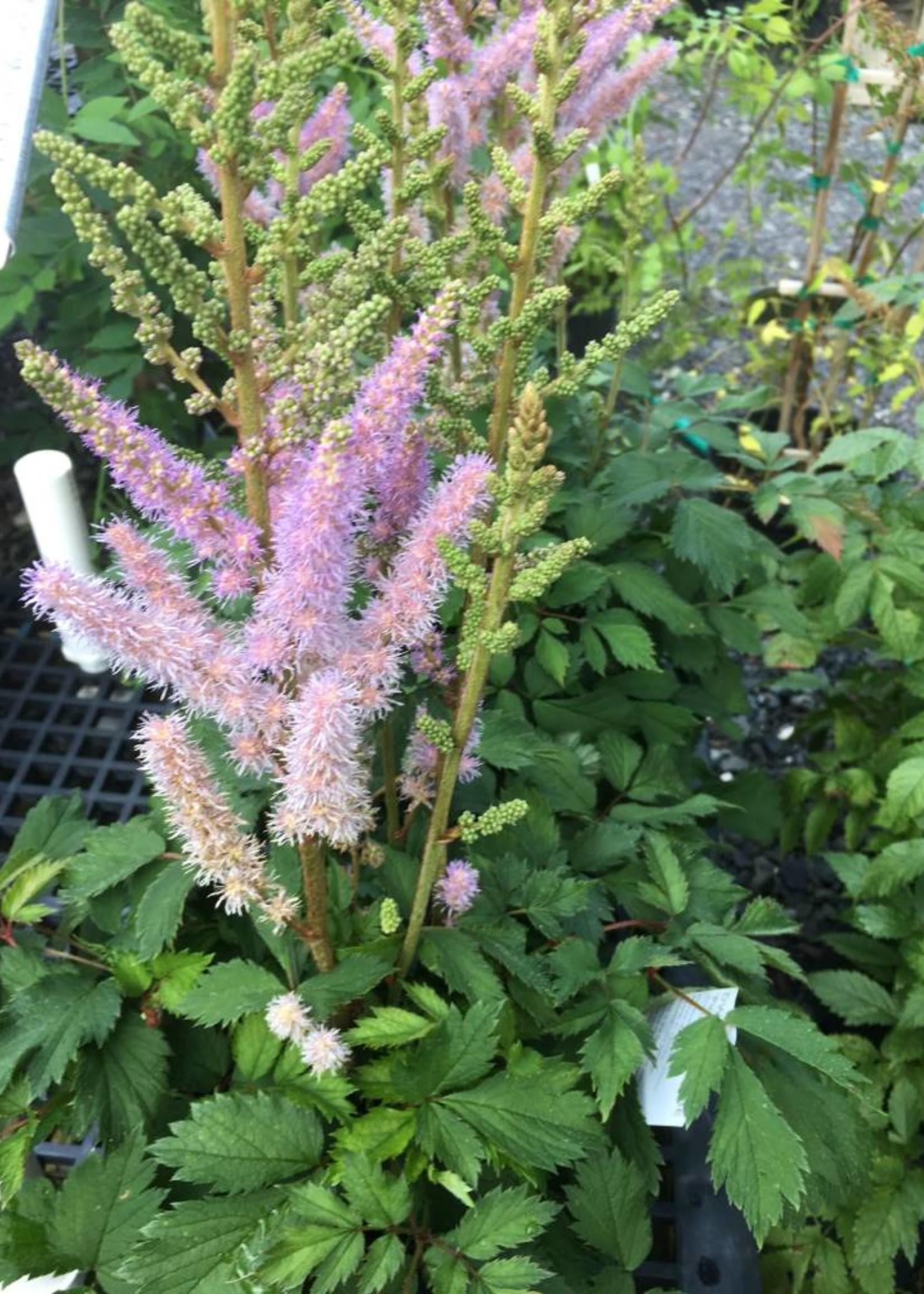 Astilbe ch. Pumila Astilbe, Pumila, #1